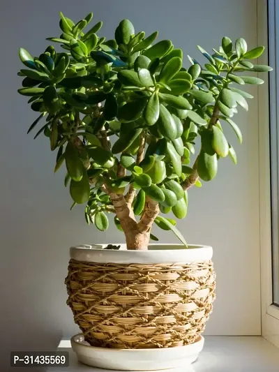 Natural Jade Plant-thumb0