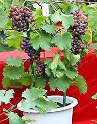 Natural Grapes Plant-thumb1