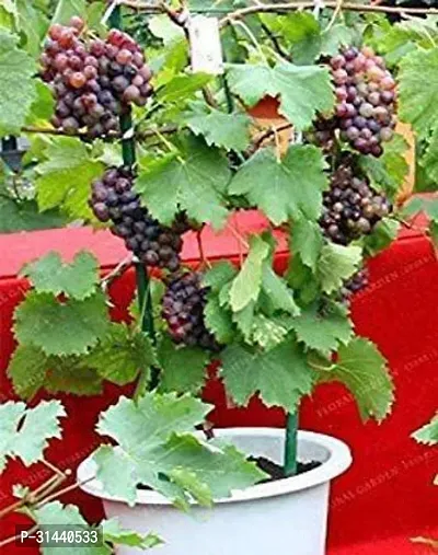 Natural Grapes Plant-thumb2