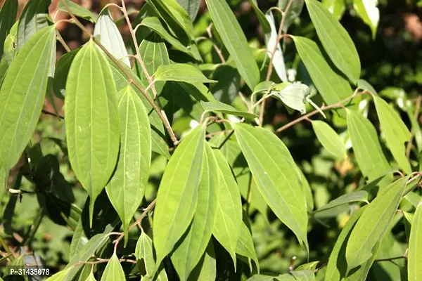 Natural Cinnamon Plant-thumb0