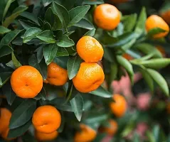 Natural Orange Plant-thumb1