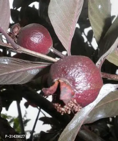 Natural Guava Plant-thumb0