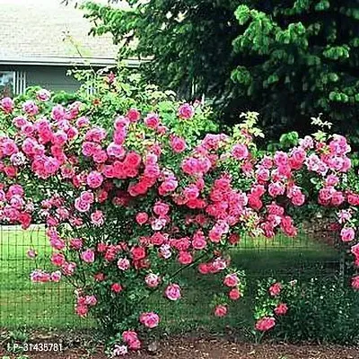 Natural Rose Plant