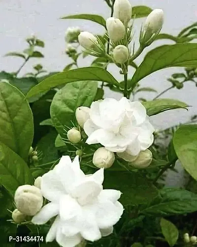 Natural Jasmine Plant-thumb0