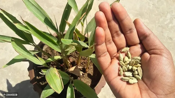 Natural Elaichi - Cardamom Plant