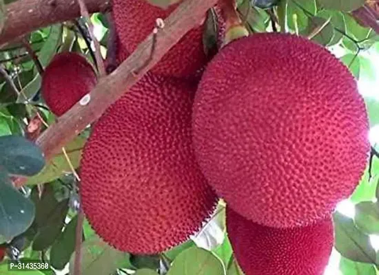 Natural Jackfruit Plant