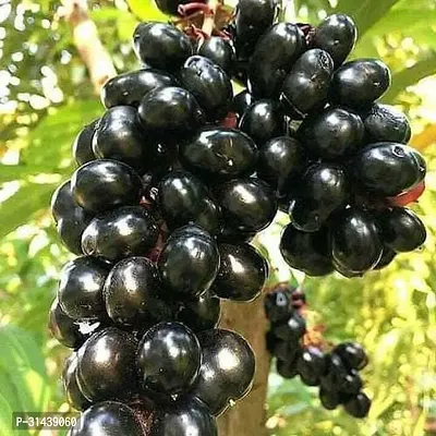 Natural Jamun Plant-thumb0