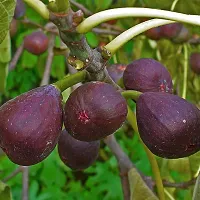 Natural Gular/Cluster Fig Plant-thumb1