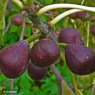 Natural Gular/Cluster Fig Plant-thumb2