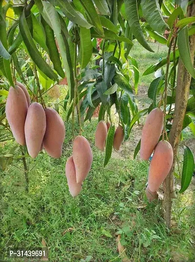 Natural Mango Plant-thumb0