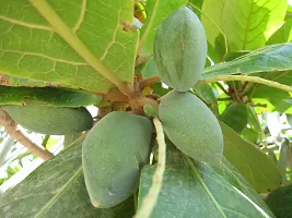 Almond Plant-thumb1