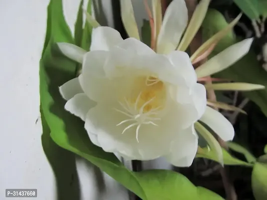 Natural Brahma Kamal Plant