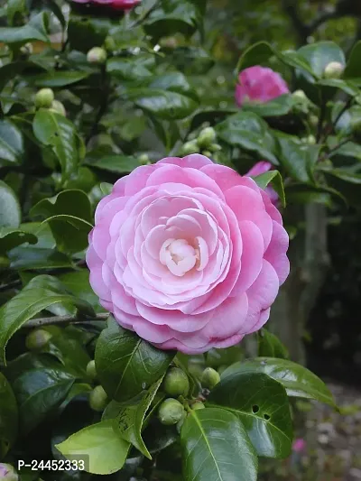 Natural Rose Plant-thumb0
