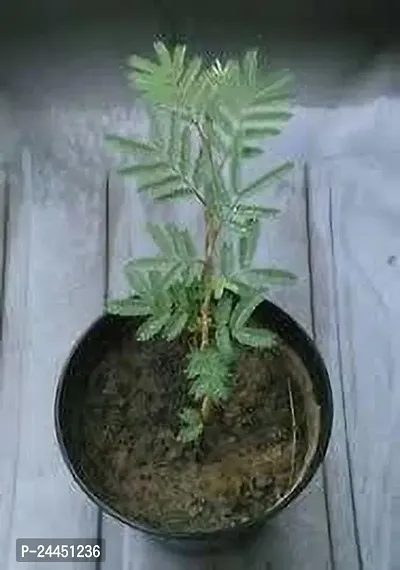 Natural Shami - Jand Plant