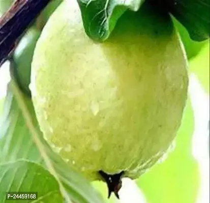 Natural Guava Plant-thumb0