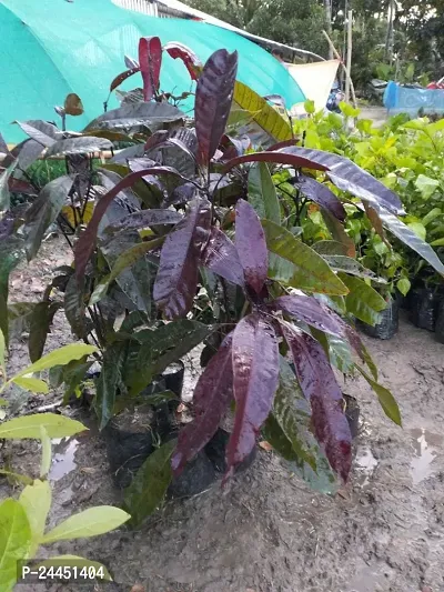 Natural Mango Plant-thumb5