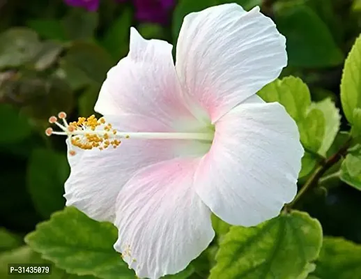 Natural Hibiscus Plant-thumb0