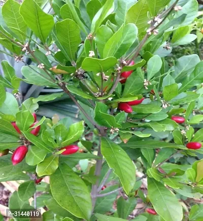 Natural Berry Plant-thumb2