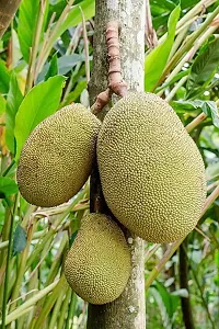 Natural Jackfruit Plant-thumb4