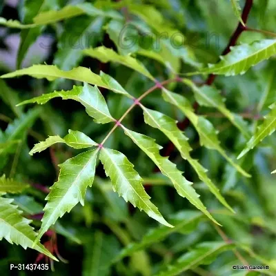 Natural Neem Plant-thumb2