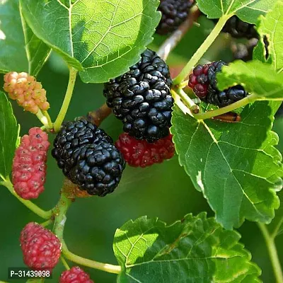 Natural Shahtoot/Mulberry Plant With Pot-thumb0