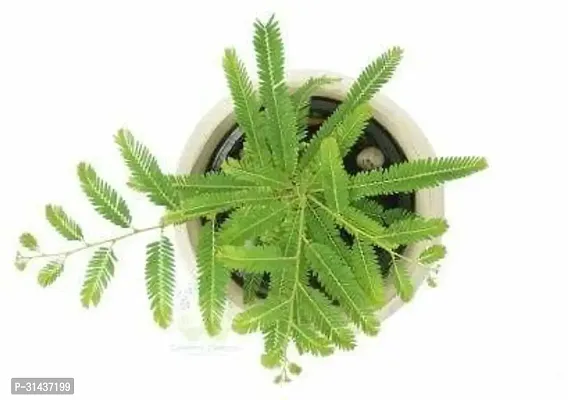 Natural Shami/Jand Plant With Pot-thumb0