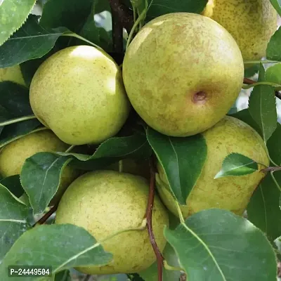 Natural Apple Plant-thumb2