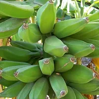 Natural Banana Plant-thumb3