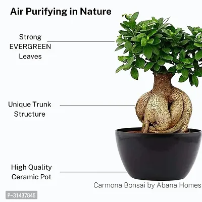 Natural Ficus Bonsai Plant-thumb0