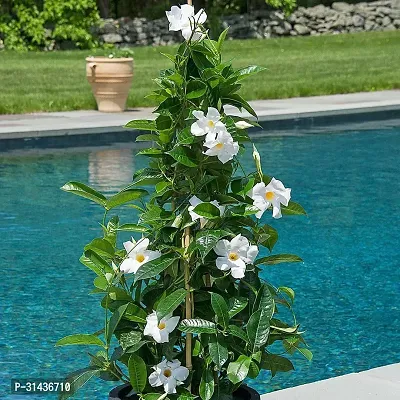 Natural Mandevilla Plant-thumb0