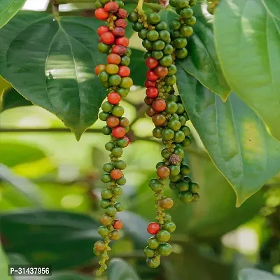 Natural Black Pepper Plant-thumb2