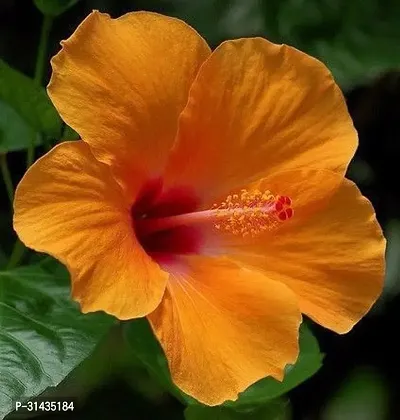 Natural Hibiscus Plant-thumb0