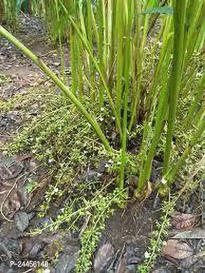 Natural Elaichi - Cardamom Plant-thumb2