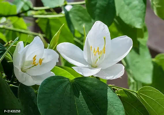 Natural Shy Plant-thumb0