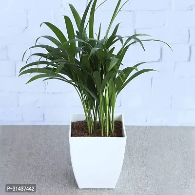 Natural Areca Plam Plant-thumb0