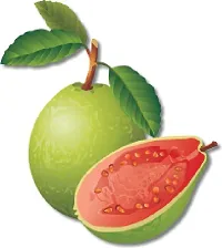 Natural Guava Plant-thumb1
