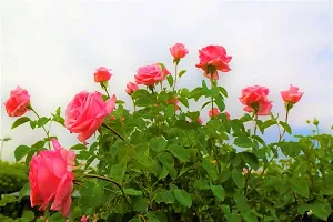 Natural Rose Plant-thumb1