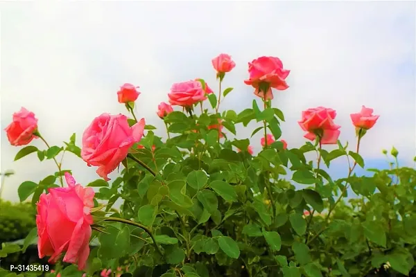 Natural Rose Plant-thumb2