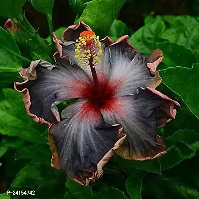 Hibiscus Plant