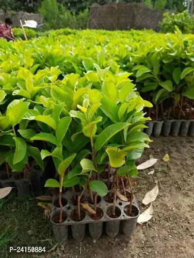 Guava Plant