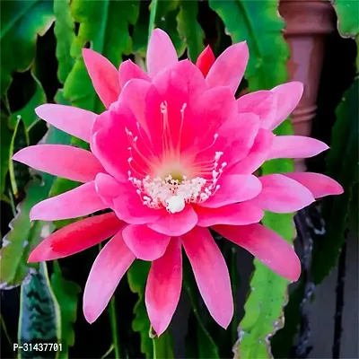 Natural Brahma Kamal Plant