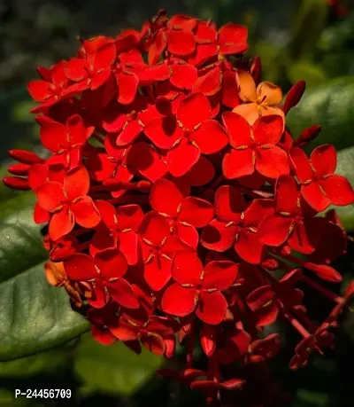 Natural Trothic Ixora - Chethi Plant-thumb0