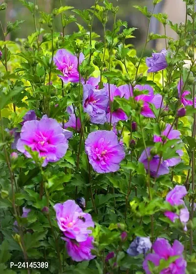 Hibiscus Plant