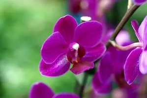 Natural Orchid Plant-thumb1