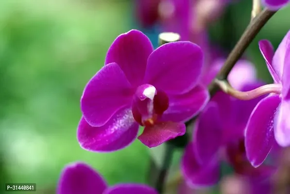 Natural Orchid Plant-thumb2