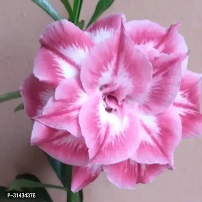 Natural Adenium Plant-thumb0