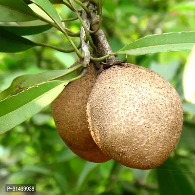 Natural Chiku Plant-thumb2