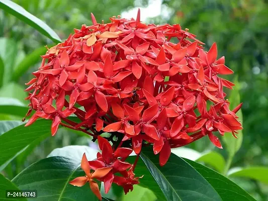 Trothic Ixora/Chethi Plant