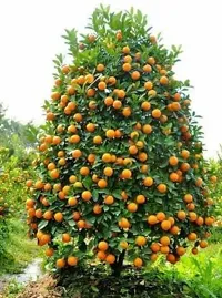 Natural Orange Plant-thumb3