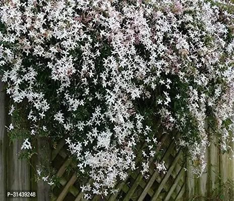 Natural Night Bloom Jasmine Plant-thumb0